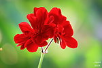 鲜花