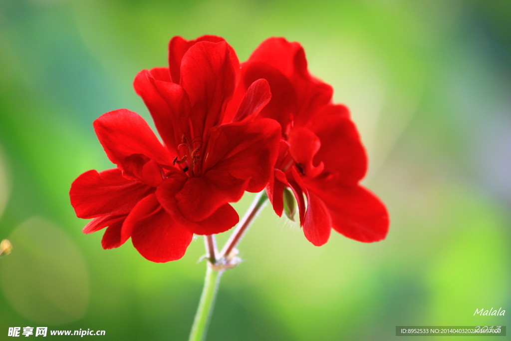 鲜花