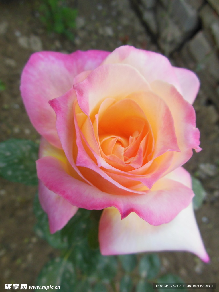 月季花