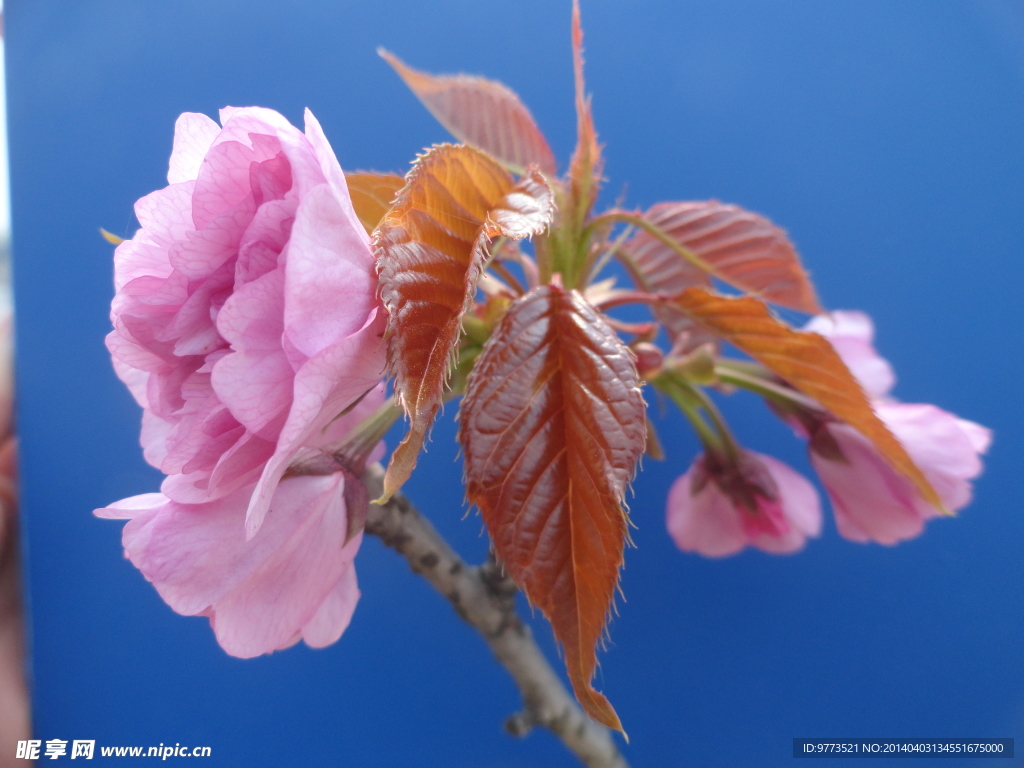 樱花