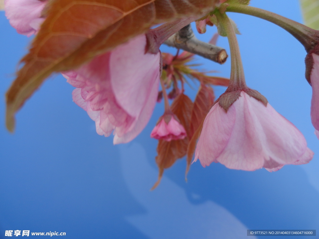 樱花