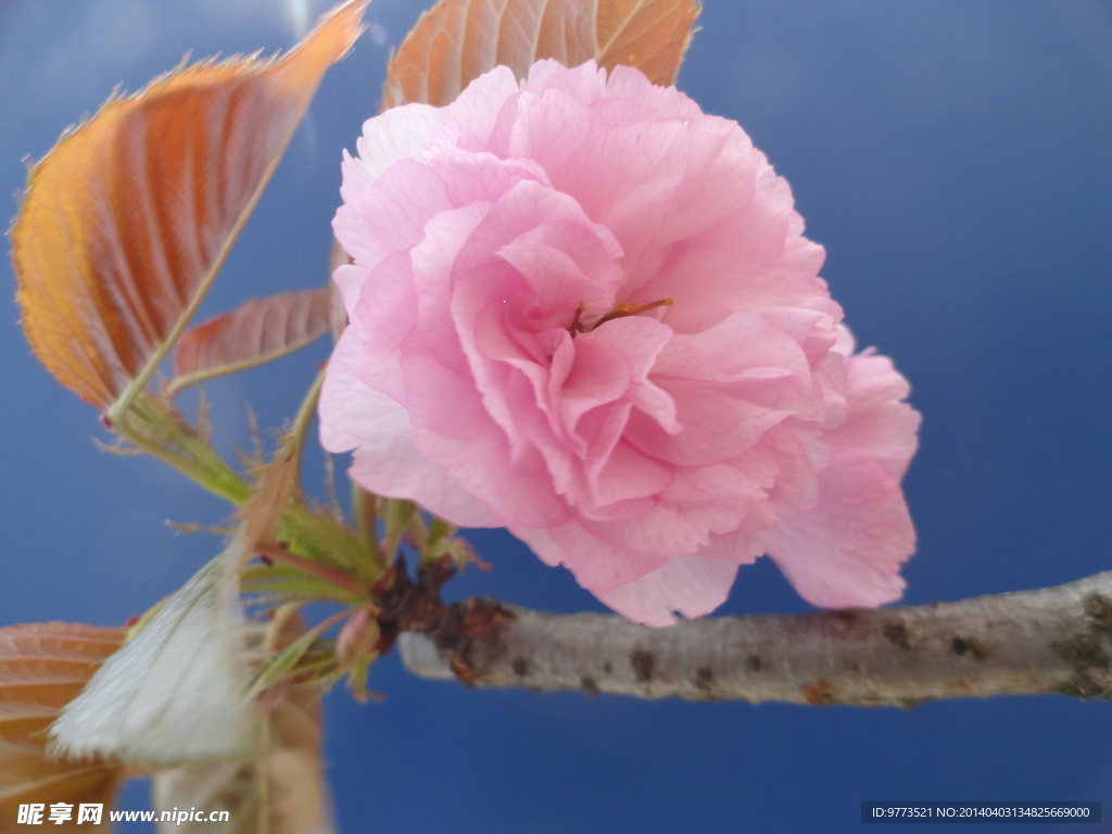 樱花