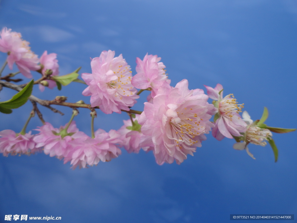桃花