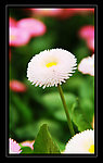 邹菊
