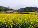 金黄色的油菜花