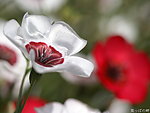 野外小白色小红花