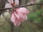 粉红桃花