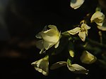 白色的花