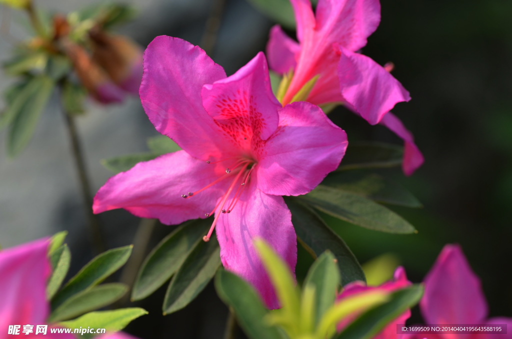 杜鹃花