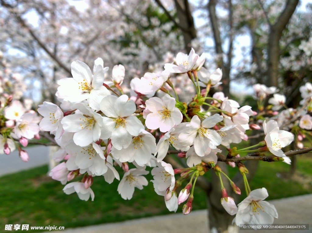 樱花特写
