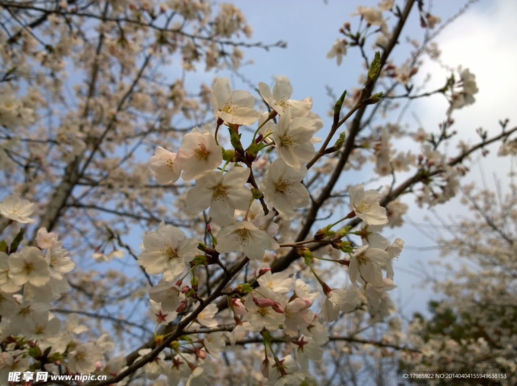 樱花