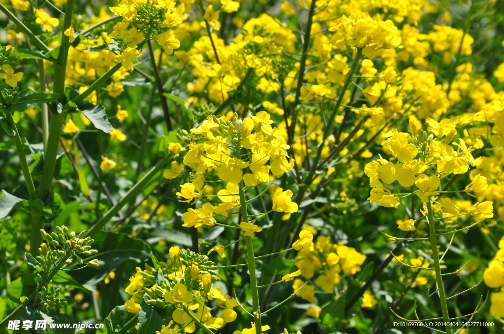 油菜花 春天