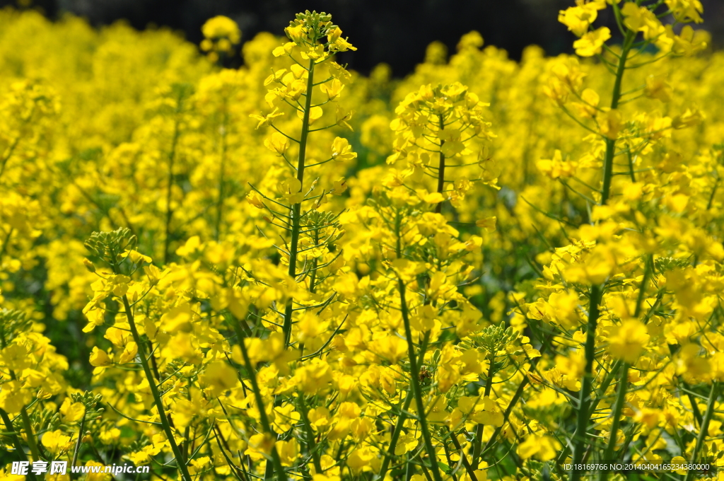 田园风光 油菜花 春