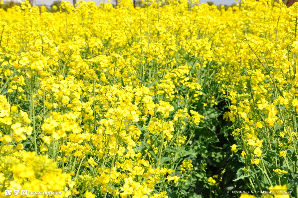 油菜花 田园风光