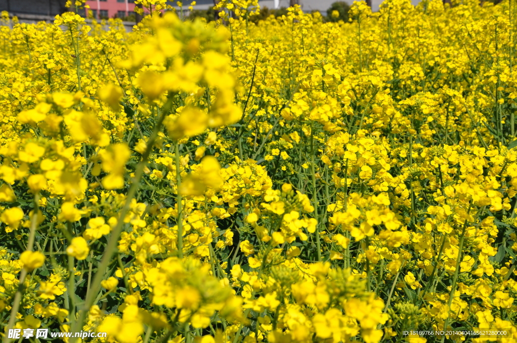 春游 油菜花