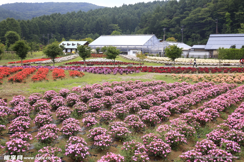 花海