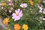 秋英花