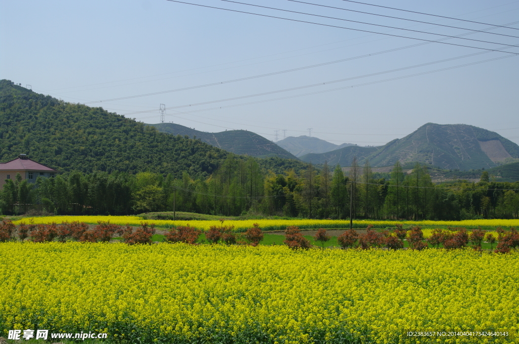油菜花