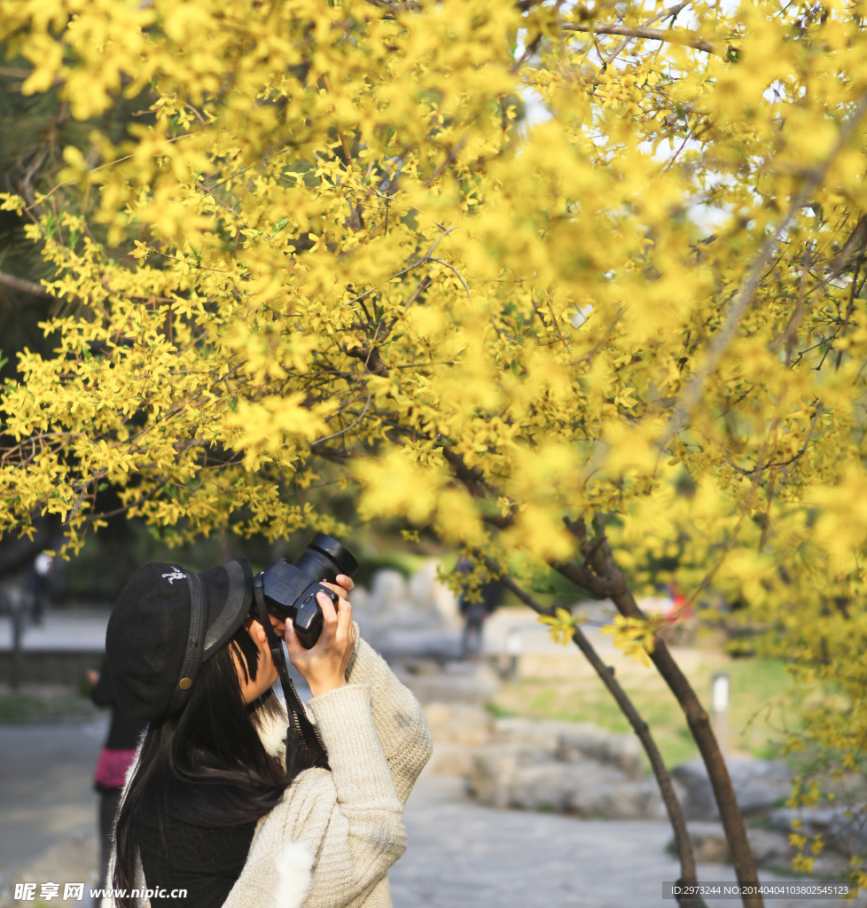 迎春花