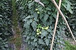 番茄种植园