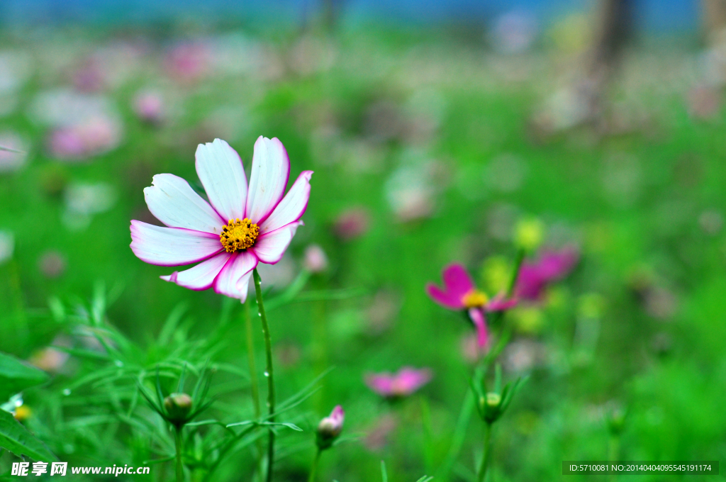 格桑花素材