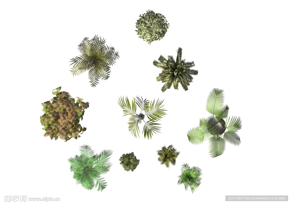 植物