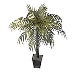 植物