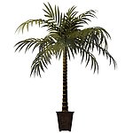 植物