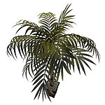 植物