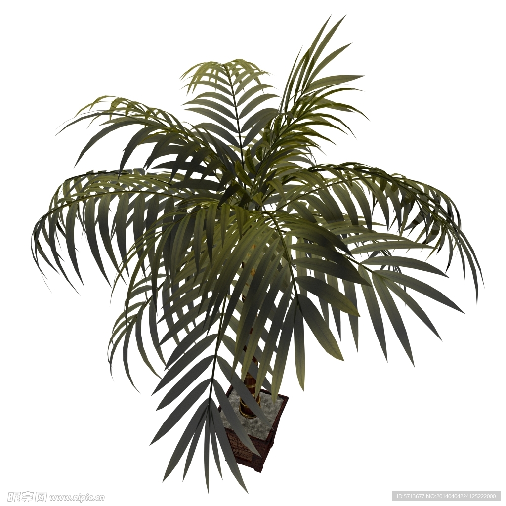 植物
