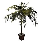 植物