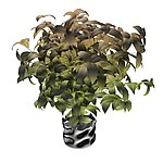 植物