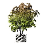 植物