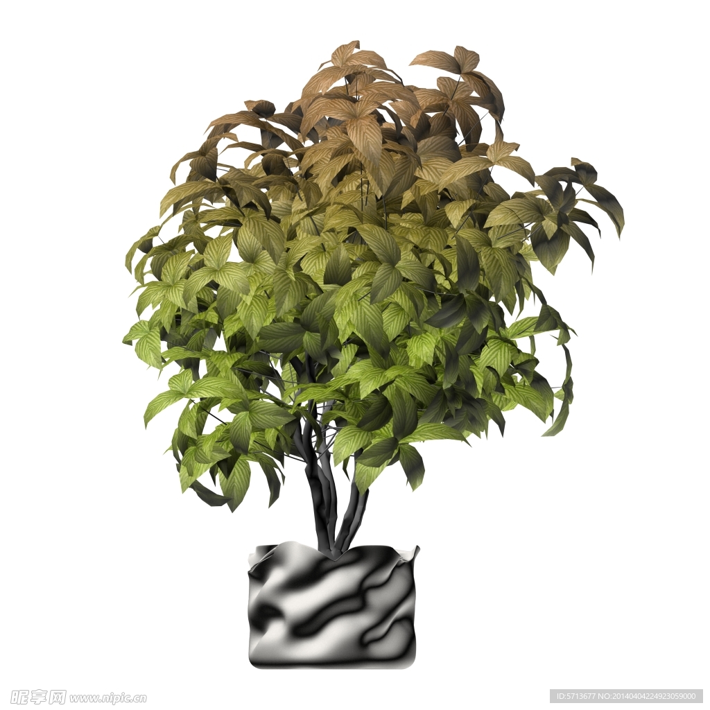植物
