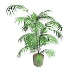 植物