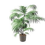 植物