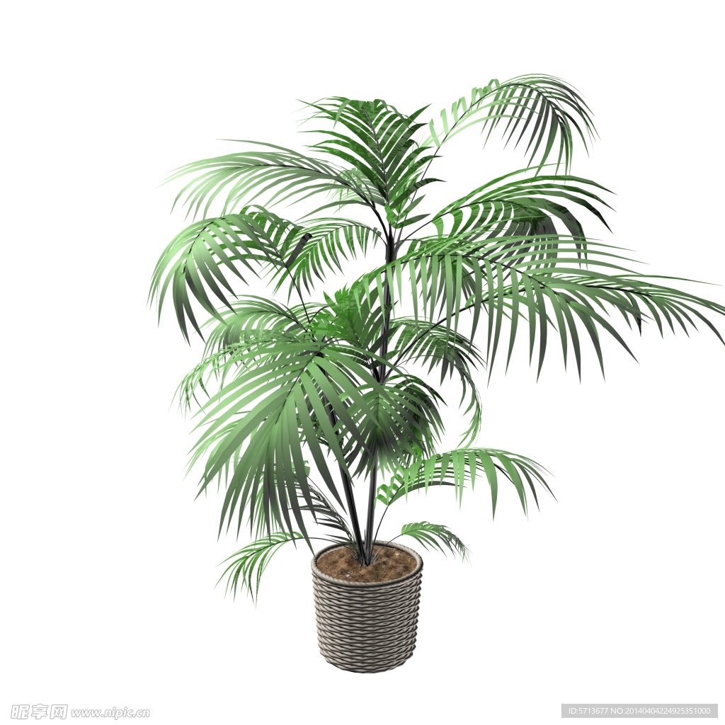 植物