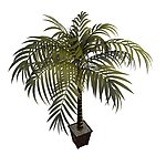 植物
