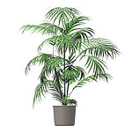 植物