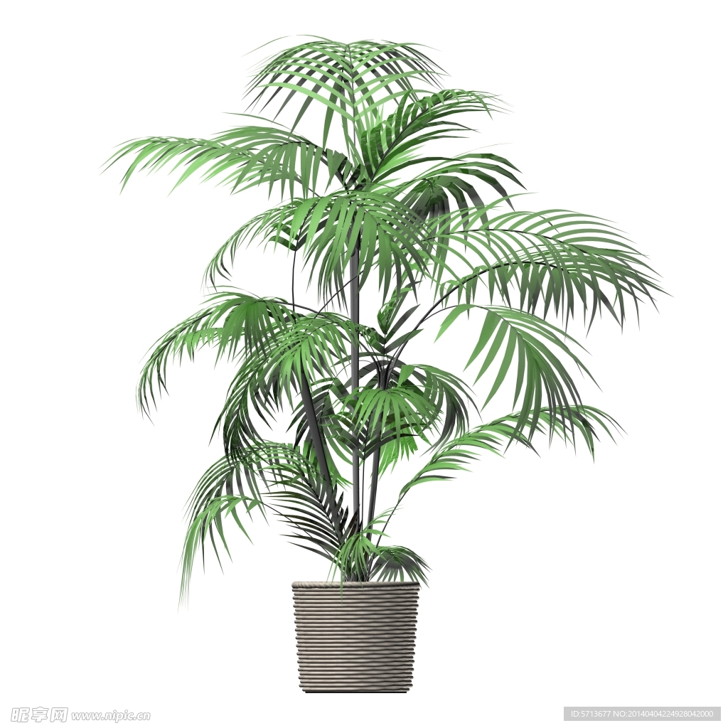 植物