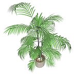 植物