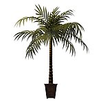植物