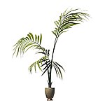 植物