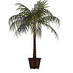 植物