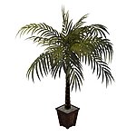 植物