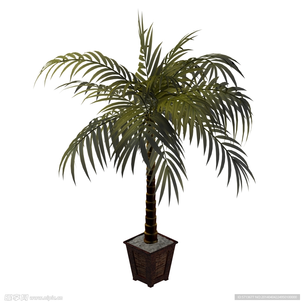 植物