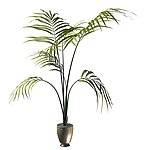 植物