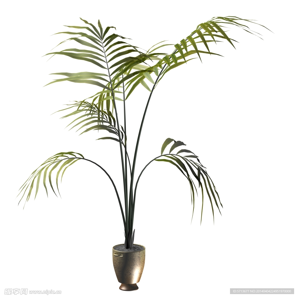 植物