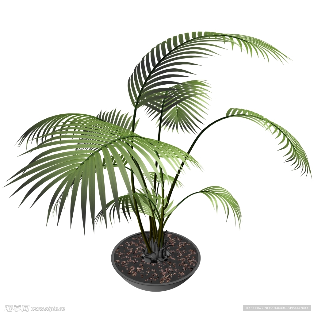 植物