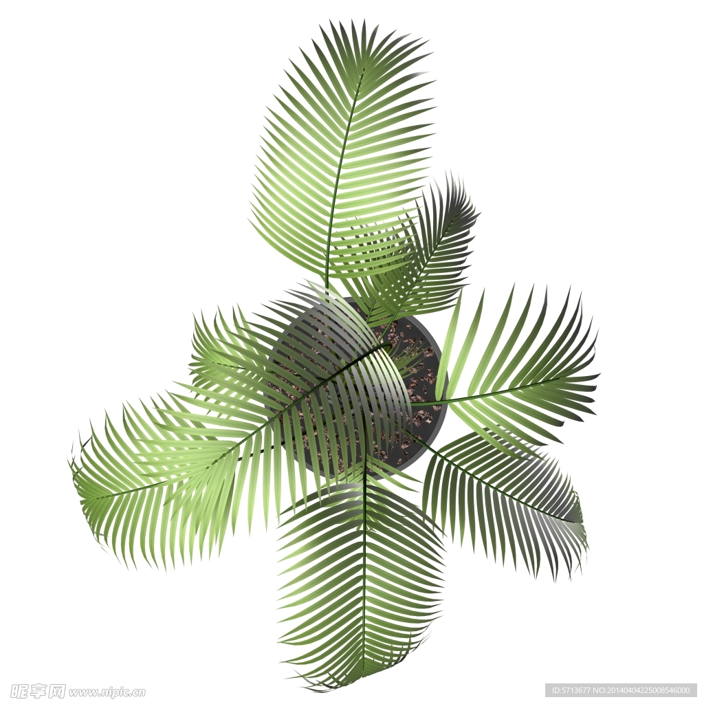 植物